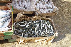 DSC02413.JPG